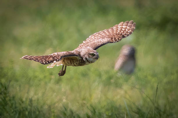 istock Burrowing Owl at Rocky Mountain Arsenal 2219395577
