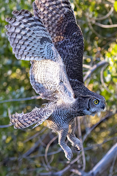 istock Great horned owl in Colorado 2219395640