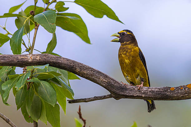 A wild evening grosbeak perched on a tree in the mountains of Colorado.