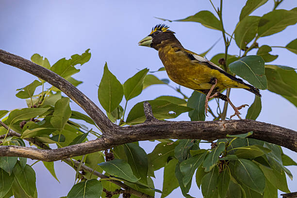 A wild evening grosbeak perched on a tree in the mountains of Colorado.