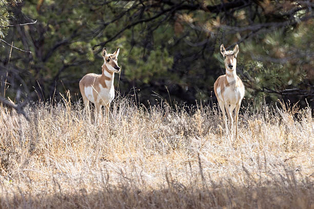 Wild pronghorn grazing in a field in Elizabeth, Colorado.
