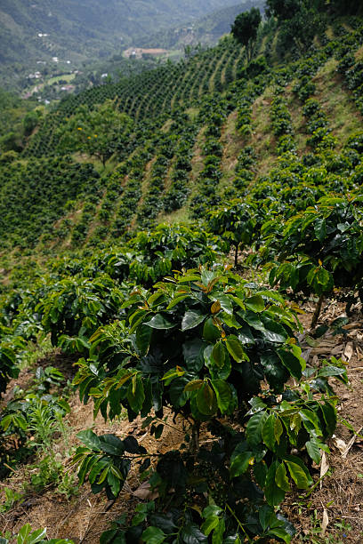 istock Coffee plantation growing on rolling hills in colombia 2219396607