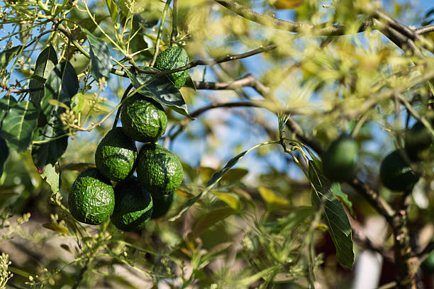 Close-up view of fresh avocados hanging from a tree branch in a sunlit orchard, showcasing their vibrant green color and ripeness