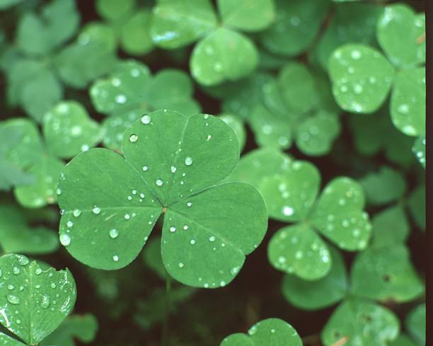 istock Closeup of large clover 2219396774
