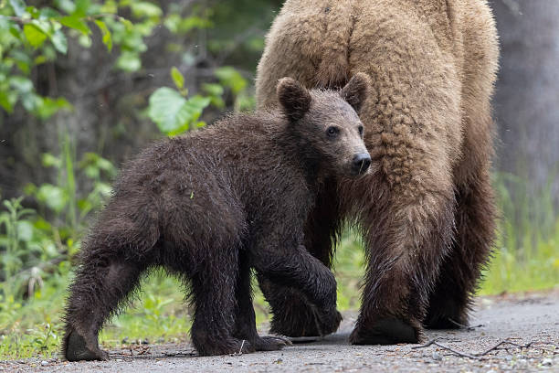 istock Coastal Brown Bear Mother With Cub 2219397048