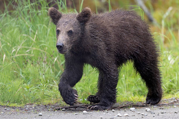 istock Brown Bear Cub in Katmai National Park 2219397051