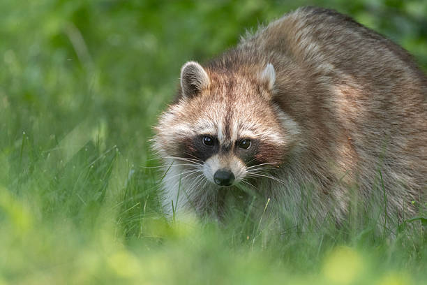 istock North American or common raccoon 2219397130