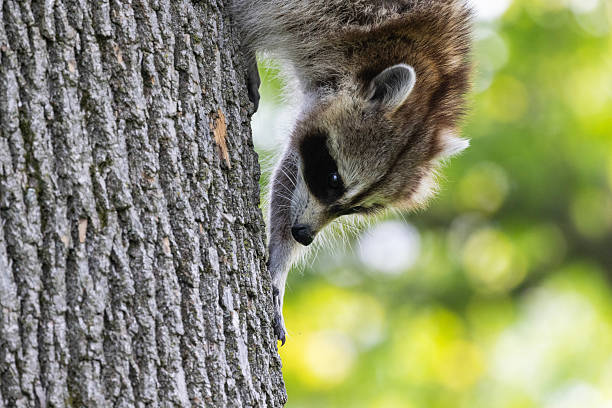 istock North American or common raccoon 2219397143