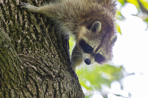 istock North American or common raccoon 2219397146