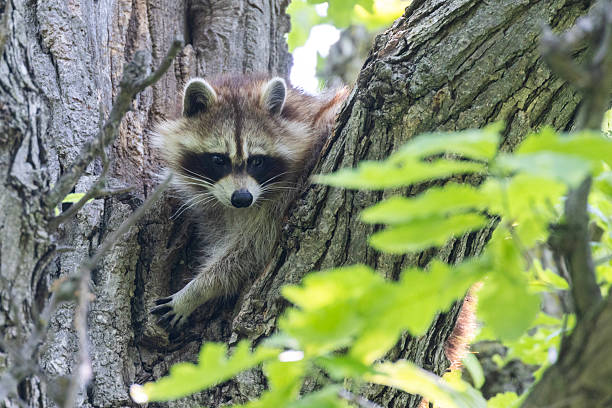 istock North American or common raccoon 2219397179