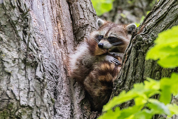 istock North American or common raccoon 2219397204