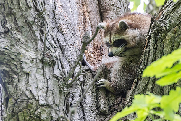 istock North American or common raccoon 2219397214