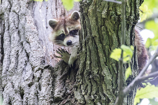istock North American or common raccoon 2219397215