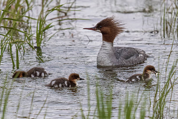 istock Wild Merganser in Katmai National Park 2219397259