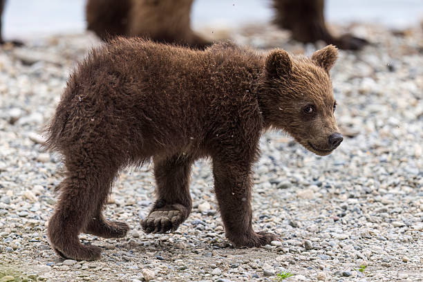 istock Brown Bear Cub in Katmai National Park 2219397426