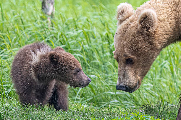 istock Mother Brown Bear With Cubs in Katmai National Park 2219397437