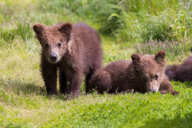 A brown Bear and her cubs are walking on a lake beach in Katmai National Park Alaska.  One cub is looking directly at the camera.  The paws and claws of the bears are visible.  There are 3 cubs in the photo, however one of the cubs is obstructed by the mother.  The mother is looking towards the lake.