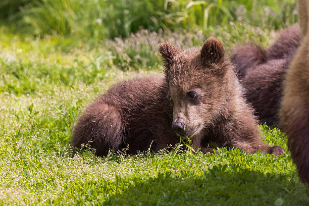 Cute little brown bear cub playing on a lawn among dandelions