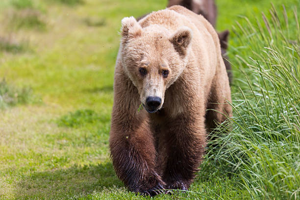 istock Coastal Brown Bear in Katmai National Park 2219398076