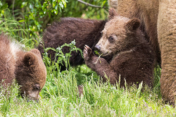 istock Brown Bear Cub in Katmai National Park 2219398112