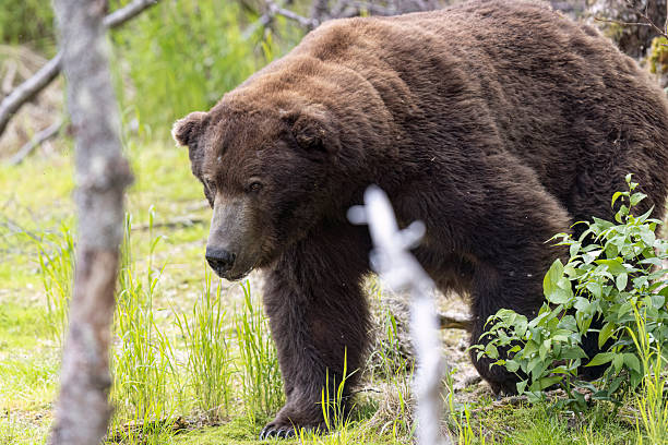 istock Coastal Brown Bear in Katmai National Park 2219398167
