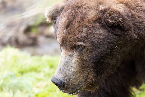 istock Coastal Brown Bear in Katmai National Park 2219398205