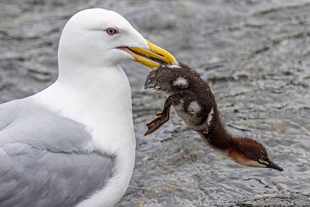 A wild seagull attempting to eat a baby merganser in Katmai National Park in Alaska.