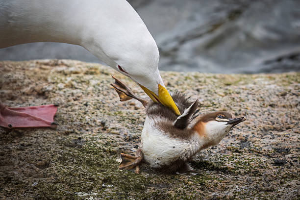 A wild seagull attempting to eat a baby merganser in Katmai National Park in Alaska.