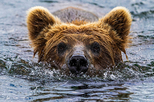 istock Coastal Brown Bear in Katmai National Park 2219398285