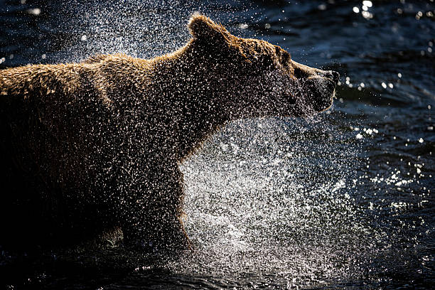 Wild coastal brown bear fishing along the Brooks River in Katmai National Park in Alaska.