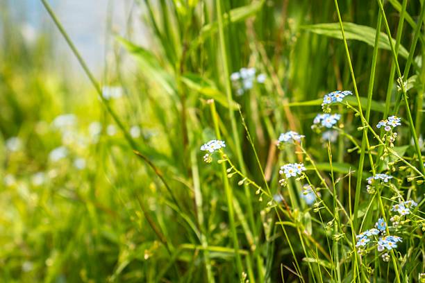 istock Vibrant Wildflowers in Sunlit Meadow for Nature-Themed Projects 2219400100