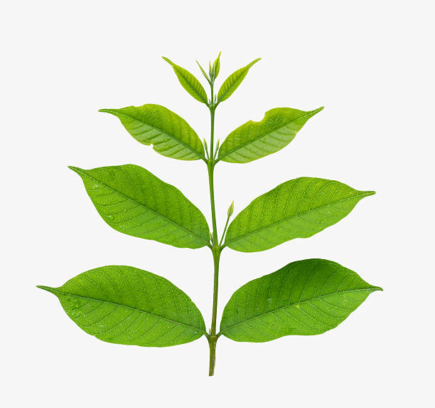 istock Green leaf branch isolated on white background, clipping path 2219402492