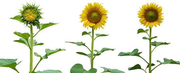 istock Sunflower with green leaf isolated on white background, clipping path 2219402520
