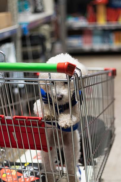 istock a dog inside a shopping cart 2219405524