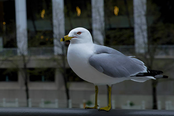 istock bird standing in the city 2219406573