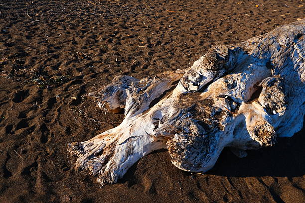 Close-up view of tree trunk on the beach, san francisco, us