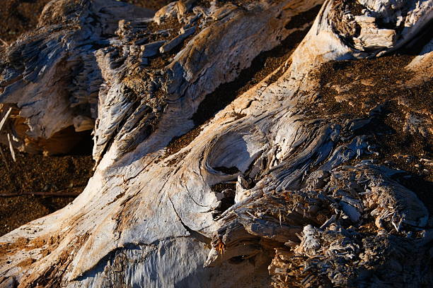 Close-up view of tree trunk on the beach, san francisco, us