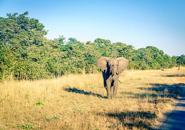 A closeup of an elephant in Timbavati Nature Reserve