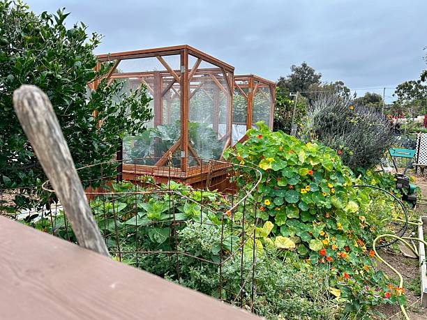 istock Nasturtium at Carlsbad Community Garden 2219409899