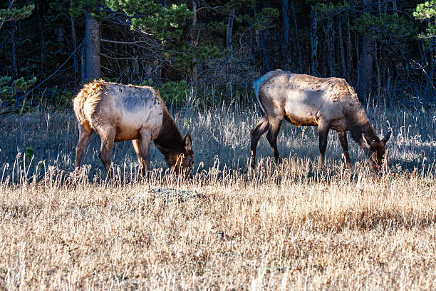 istock Rocky Mountain NP American Elk 2219410219