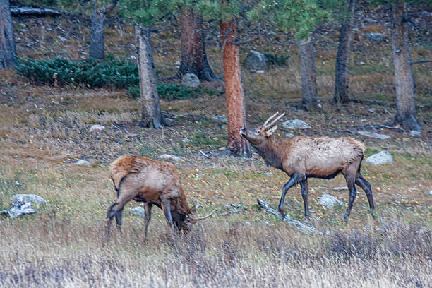 a bull elk during the fall rut in Colorado