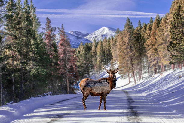 istock Rocky Mountain NP American Elk 2219410248