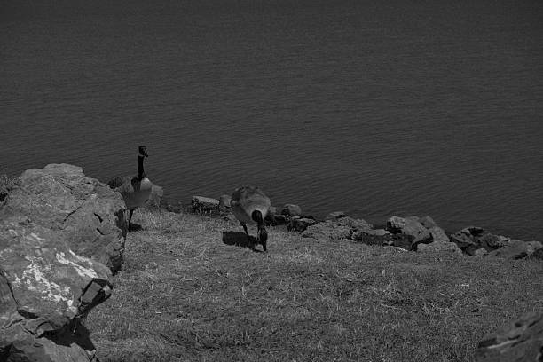 Stones and birds by the water, san francisco, us