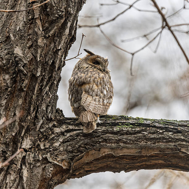 istock Long-eared owl (Asio otus), looking forward with wide opened eyes 2219412716