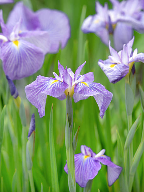 istock Iris flowers at Horikiri Iris Garden, Tokyo 2219412844