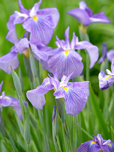 istock Iris flowers at Horikiri Iris Garden, Tokyo 2219412848