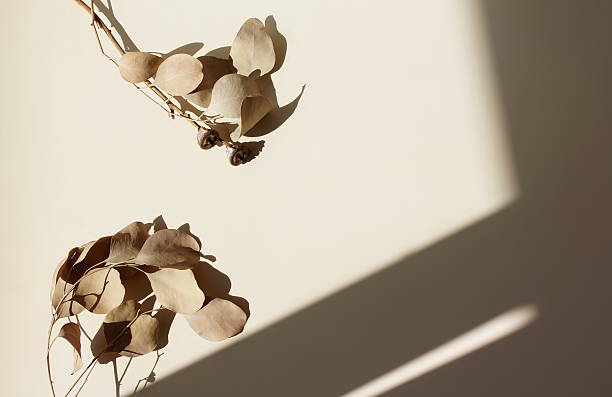 Abstract aesthetic minimalist beige background template with dry eucalyptus branches plant , sunlight shadow . copy space.Branding, product presentation, card mockup. Neutral earth colors.