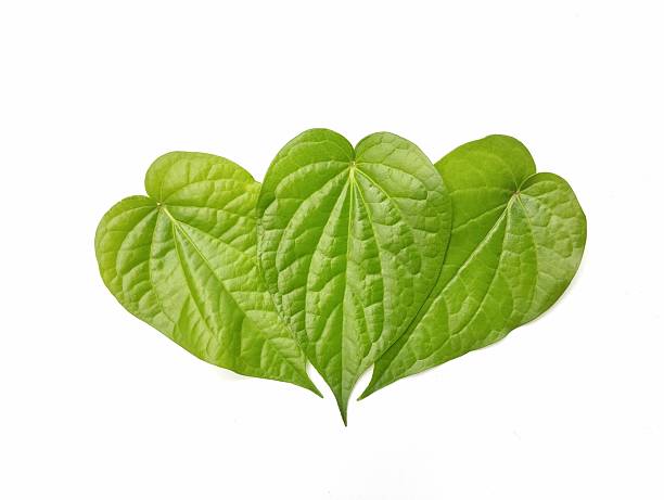 istock Fresh green betle leaves (Piper betle) isolated on white background 2219414283