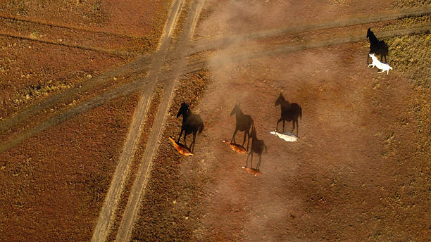 istock Horses on countryside field 2219416289