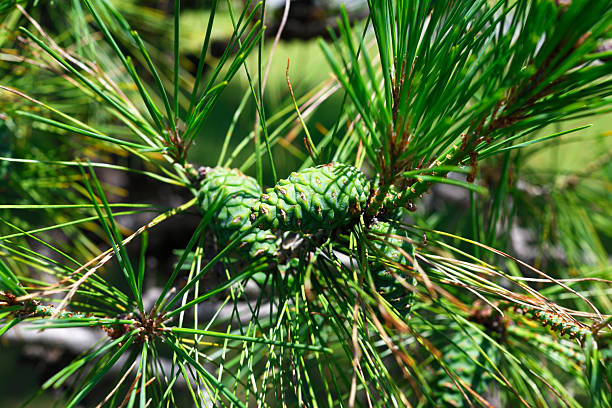 Extreme close-up of young pine tree in springtime with shallow depth of field.